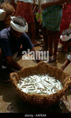 Ein Korb mit Fisch, der Haken am Fischmarkt in Kerala, Indien Stockfoto