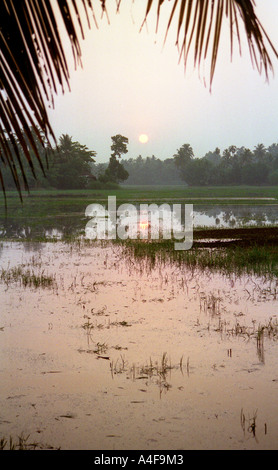 Sonnenaufgang über Reisfelder auf den Backwaters in Kerala, Indien Stockfoto