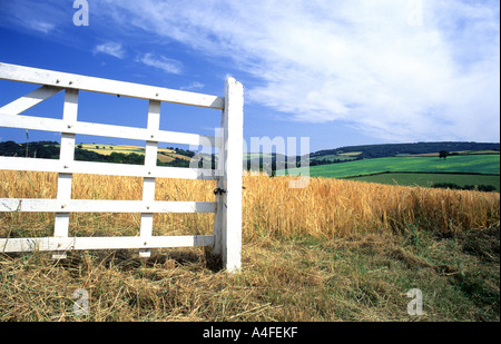 weißes Tor und Kornfeld in englischen Landschaft Stockfoto