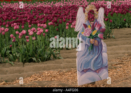 Ein Engel Photoprop auf ein Tulpenfeld in Mount Vernon, Washington State, USA Stockfoto