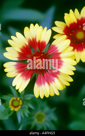 Gaillardia Stockfoto