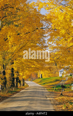 Mapple trees in fall colors in Woodstock Vermont New, USA. Stockfoto