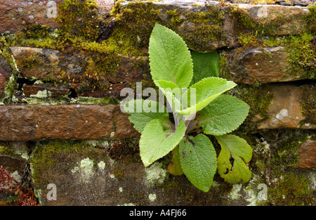 Fingerhut aus den Rissen in einem rustikalen alten Mauer wächst Stockfoto