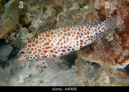 Waben Sie-Zackenbarsch Epinephelus Merra Namu Atoll Marshall-Inseln N Pazifik Stockfoto