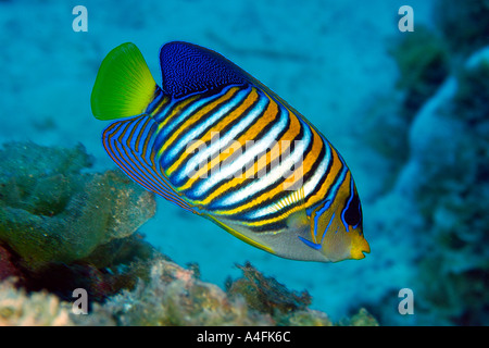 Königliche Kaiserfisch Pygoplites Diacanthus Namu Atoll Marshall-Inseln N Pazifik Stockfoto