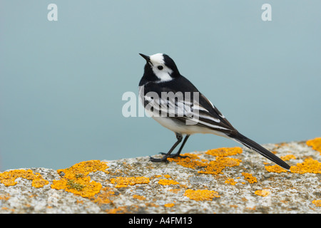 Trauerschnäpper Bachstelze Motacilla alba Stockfoto