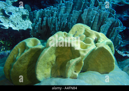 Platte Korallen Pavona Minuta und Blaue Koralle Heliopora Coerulea im Backgound Namu Atoll Marshall-Inseln N Pazifik Stockfoto