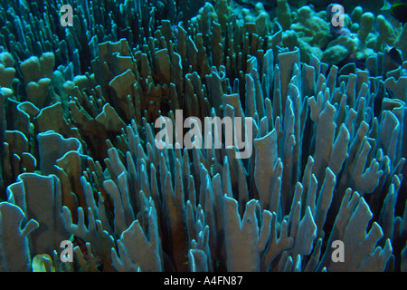 Heliopora Coerulea Namu Korallenatoll Marshallinseln N Pazifik Blau Stockfoto