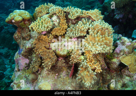 Steife Finger Leder Korallen Lobophytum Spp Namu Atoll Marshall-Inseln N Pazifik Stockfoto