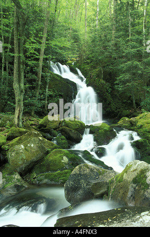 Maus-Creek Falls ist ein Wasserfall und ein Wasserfall entlang Big Creek Trail im Nationalpark Great Smoky Mountains in Tennessee Stockfoto