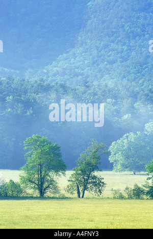 Licht am Morgennebel heben aus Wiese und über den Wald bedeckten Bergen in Cades Cove des Great Smoky Mountains National Stockfoto