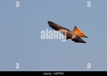 "Rotmilan" Milvus Milvus schwingt sich durch blauer Himmel in der Sonne bei Gigrin Farm Rhyader Powys Wales Cymru UK United Kingdom GB Stockfoto