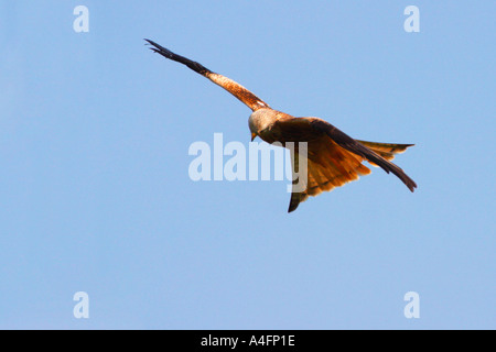 "Rotmilan" Milvus Milvus schwingt sich durch blauer Himmel in der Sonne bei Gigrin Farm Rhyader Powys Wales Cymru UK United Kingdom GB Stockfoto