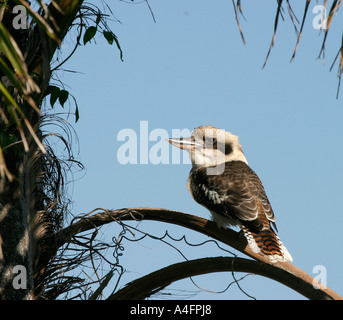 Kookaburra in palm Stockfoto