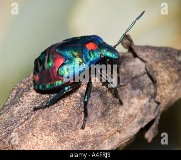 Harlekin Käfer auf Pod Natur Stockfoto