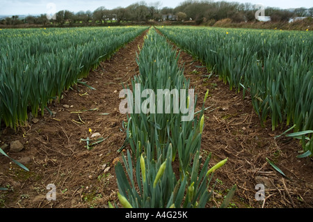 eine Narzisse Feld in West Cornwall, England zeigt Narzissen bereit für die Kommissionierung Stockfoto