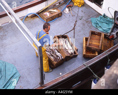 Fischer entladen Fische fangen in den Feldern von Trawler mit einem Kran. Stockfoto