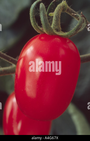 Solanum lycopersicum syn Lycopersicon esculentum 'Santa' (Tomate) kleine längliche rote Frucht wächst im Gewächshaus. Stockfoto