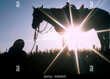Silhouette eines Cowboys im Gras mit seinem Pferd Stockfoto