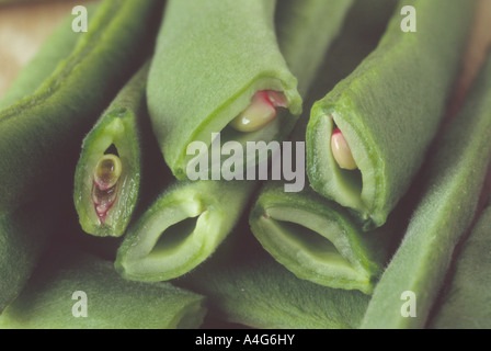 Phaseolus Coccineus 'Sunset' (Stangenbohnen) in der Nähe von mehreren Schoten abgeholt, öffnen einige gebrochene Bohnen zeigen. Stockfoto