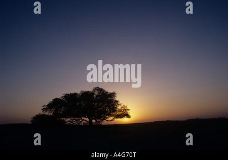 Der Baum des Lebens (Shajarat-al-Hayat) in Bahrain ist ein 9,75 Meter (32 Fuß) hoch Prosopis Zinerarie Baum, ist über 400 Jahre alt. Stockfoto