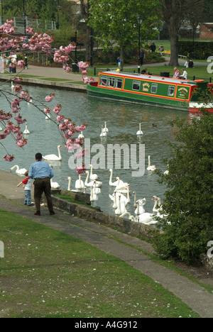 Kennet und Avon Kanal Wasserstraße Frühling Baum Blüte Vater & Sohn auf dem Abschleppweg Fütterungsgruppe der Schwäne Schmalboot gegenüber Newbury Berkshire England Großbritannien Stockfoto