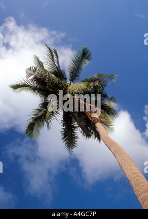 Eine Kokospalme gegen blauen Himmel Stockfoto