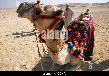 Touristen nehmen einen geführten Kamel reiten in der touristischen Region der Gizeh-Plateau Kairo Ägypten Stockfoto