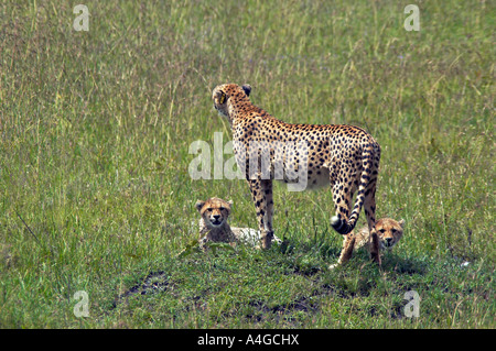 Mutter Gepardin mit jungen in Kenia, Ostafrika Stockfoto