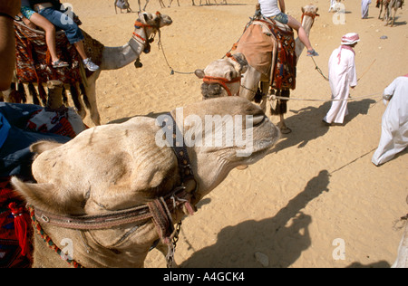 Touristen nehmen einen geführten Kamel reiten in der touristischen Region der Gizeh-Plateau Kairo Ägypten Stockfoto