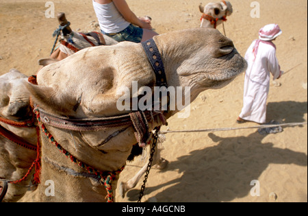 Touristen nehmen einen geführten Kamel reiten in der touristischen Region der Gizeh-Plateau Kairo Ägypten Stockfoto