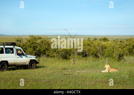 Ein Jeep auf eine Safari entdeckt einen Löwen in Kenia. Stockfoto