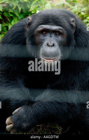 Schimpanse auf Ngamba Island. Stockfoto