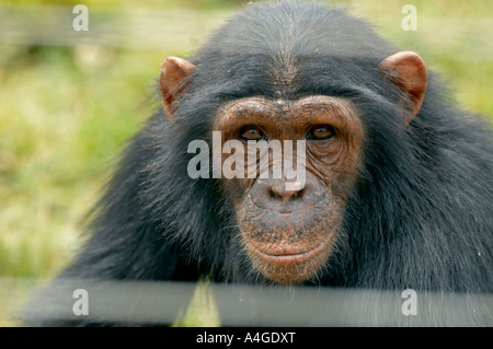 Porträt eines Schimpansen in Ngamba Stockfoto