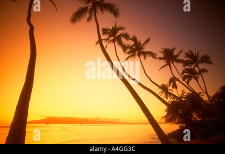 Palmen im Sonnenuntergang Lahaina Maui Hawaii U S A Stockfoto