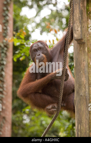 Malaysia Borneo Sabah Sepilok Primaten junge männliche Orang Utang Pongo pygmaeus Stockfoto