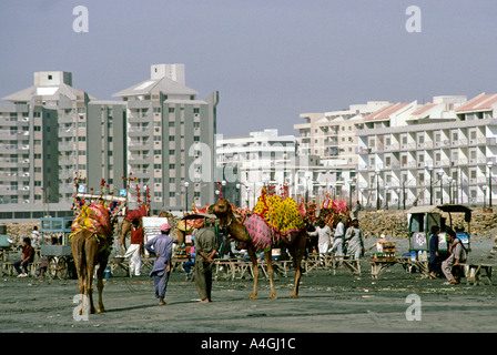 Karachi Pakistan Sind Kamele am Strand von Clifton Stockfoto