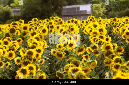 Frankreich Feld voller Sonnenblumen Stockfoto