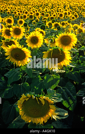 Frankreich Feld voller Sonnenblumen Stockfoto