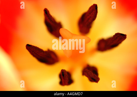 Nahaufnahme einer Tulpe Blume zeigt die Staubgefäße und Stempel. Stockfoto