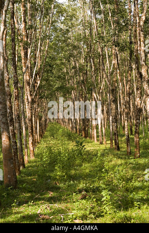 Kedah Langkawi Malaysia Gummibaum Plantage Stockfoto