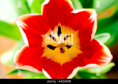 Nahaufnahme einer Tulpe Blume. Stockfoto