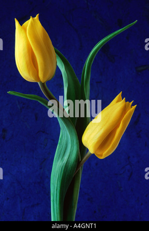 Zwei gelbe Tulpen auf blauem Hintergrund Nahaufnahme Stockfoto