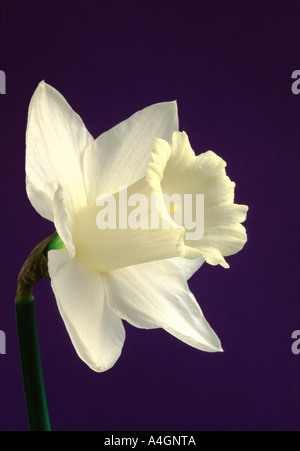 Weiße Narzisse / Narcissus Stockfoto