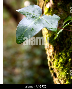 Schließen von der Efeublatt am Baumstamm mit Moos bedeckt. Ardagh, county Limerick, Irland Stockfoto