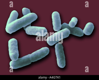 Dies ist eine falsche farbige scanning Electron Schliffbild Shigella Sonne Stockfoto