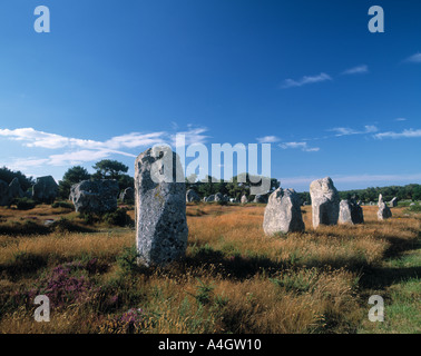 Alignements de Kermario Carnac Morbihan Bretagne Frankreich Stockfoto