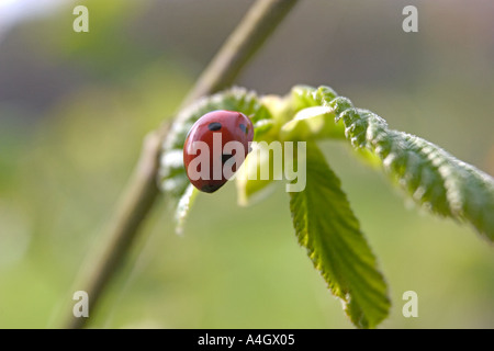 Marienkäfer Coccinellia Septempunctata Green Leaf Stockfoto