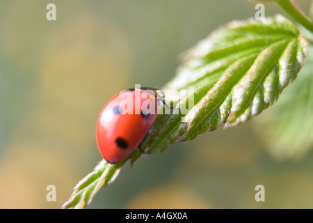 Marienkäfer Coccinellia Septempunctata Green Leaf Stockfoto