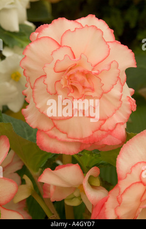 Eine zarte rosa umrandeten Tuberöse Begonie in Blüte Stockfoto